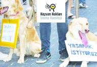 Hayvanların yaşadıkları sorunları çözüme kavuşturmak için söz verin