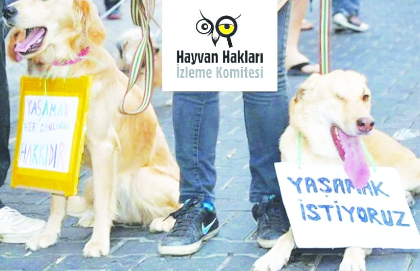 Hayvanların yaşadıkları sorunları çözüme kavuşturmak için söz verin