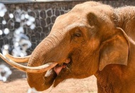 Dünyanın ilk tüp bebek fili