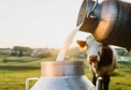 Toplanan süt miktarı arttı, beyaz et üretimi düştü