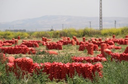 Soğanın tarla fiyatı 4, Pazar fiyatı 20 lira