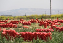 Soğanın tarla fiyatı 4, Pazar fiyatı 20 lira