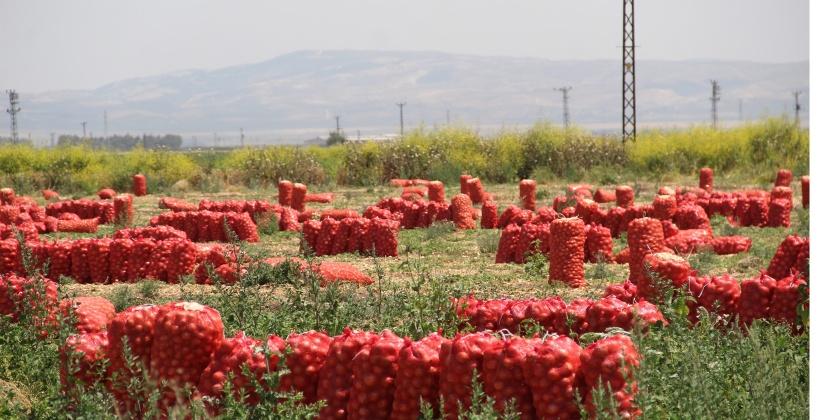 Soğanın tarla fiyatı 4, Pazar fiyatı 20 lira