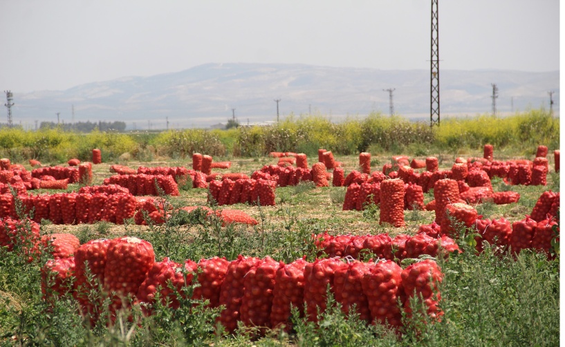 Soğanın tarla fiyatı 4, Pazar fiyatı 20 lira