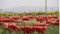 Soğanın tarla fiyatı 4, Pazar fiyatı 20 lira