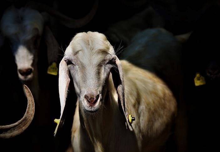 2023, vekâletle kurban kesim bedeli: 5 bin 950 lira