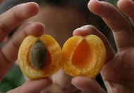 Türkiye'den Avrupa'ya giden kayısı çekirdeğinde siyanür, portakalda pestisit riski tespit edildi