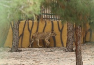 Cumhurbaşkanına hediye edilen aslan yavruladı