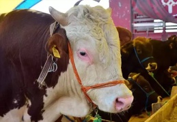 Kurban fiyatları geçen yıla oranla yüzde 150 arttı