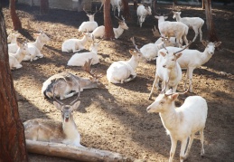 Antalya, ‘Hayvanat Bahçeleri’ toplantısına ev sahipliği yapacak