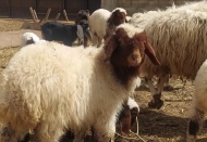 Kurbanlık fiyatları, “Öff” dedirtiyor