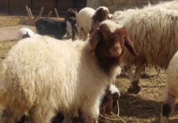 Kurbanlık fiyatları, “Öff” dedirtiyor