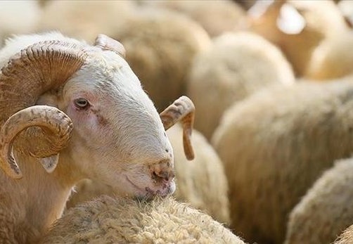 Kızılay, kurban bedeline yüzde 141 zam yaptı