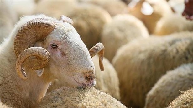Kızılay, kurban bedeline yüzde 141 zam yaptı