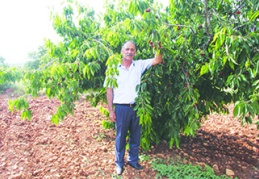 40 liranın altında satılan kiraz üreticiyi kurtarmaz