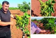 Tekin cinsi Antepfıstığı üreticiyi şaşırttı