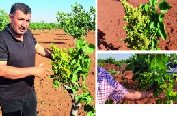 Tekin cinsi Antepfıstığı üreticiyi şaşırttı