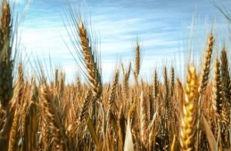 Buğday ve arpa üreticisi kaderine terk edildi