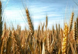 Buğday ve arpa üreticisi kaderine terk edildi