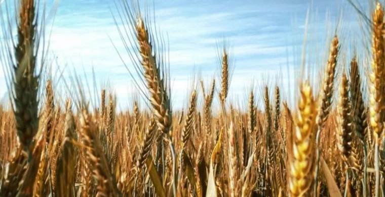 Buğday ve arpa üreticisi kaderine terk edildi