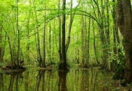 Türkiye'nin en fazla ormanına sahip kenti, 1 milyon 177 bin 241 hektar ile Antalya oldu