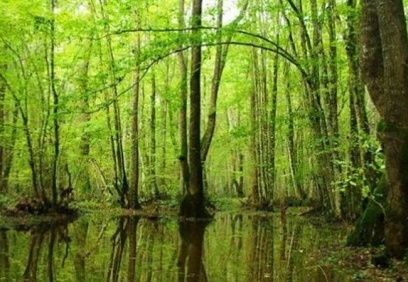 Türkiye'nin en fazla ormanına sahip kenti, 1 milyon 177 bin 241 hektar ile Antalya oldu