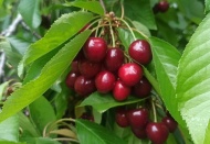 İslahiye’de kiraz hasadı başladı