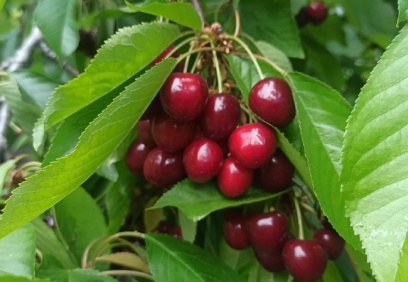 İslahiye’de kiraz hasadı başladı