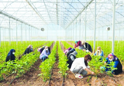 600 kadın çiftçiye, budama ve fide geliştirme eğitim veriliyor