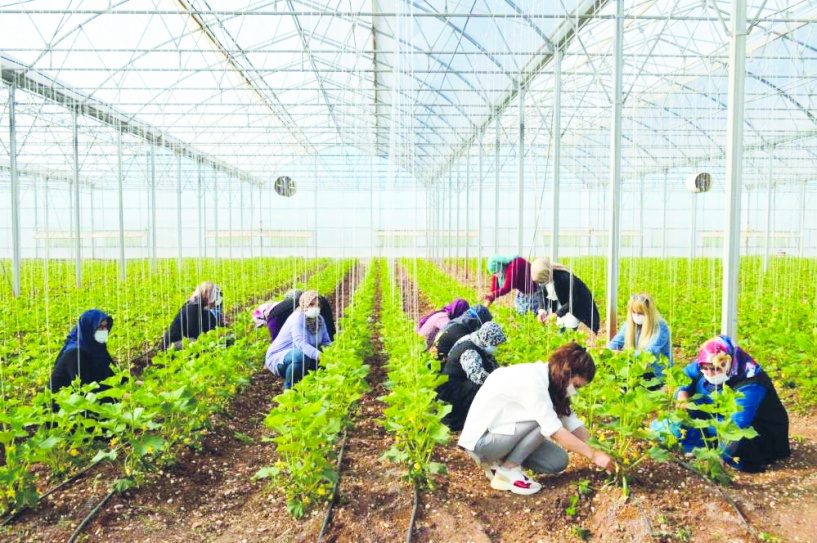 600 kadın çiftçiye, budama ve fide geliştirme eğitim veriliyor