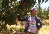 Barak Ovası'nda şeftali yetişiyor