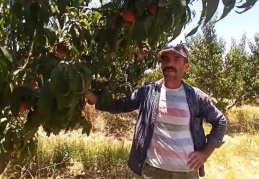 Barak Ovası'nda şeftali yetişiyor