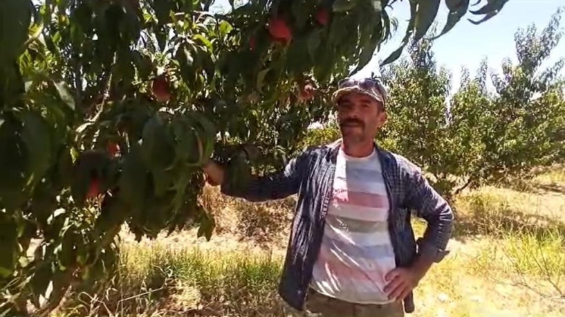Barak Ovası'nda şeftali yetişiyor