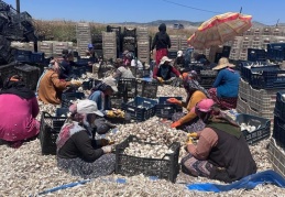 Sarımsakta 20-25 ton rekolte elde edilecek