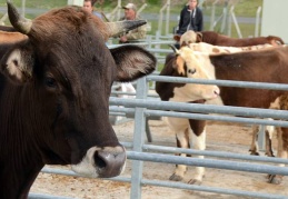 Satılamayan kurbanlıkları Et ve Süt Kurumu satın alacak