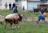 Kurbanlar direndi, tüm ülkede en az bin erkek kendisini kesti