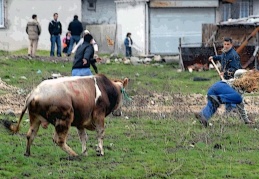Kurbanlar direndi, tüm ülkede en az bin erkek kendisini kesti