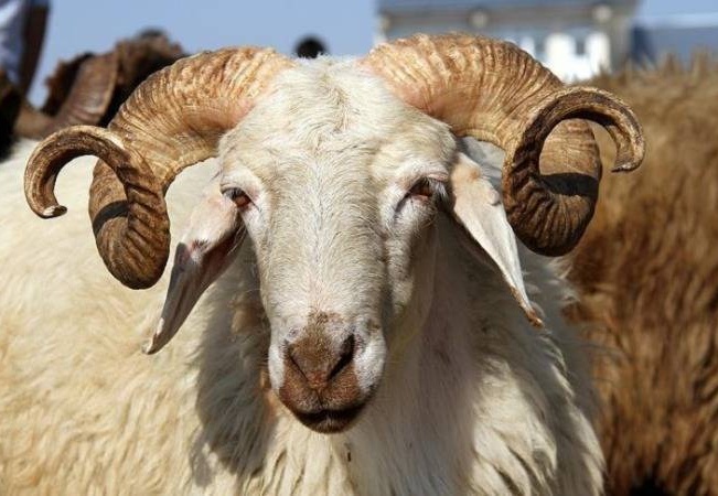 Bayramda 3 milyonun üzerinde küçükbaş kurbanlık satıldı