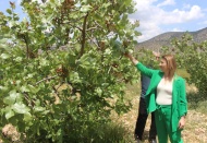Antalya Korkuteli’nde Antepfıstığı yetiştiriliyor