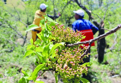 Mengiç ağaçlarına fıstık aşısı