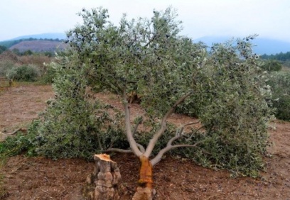 Deprem bölgesindeki zeytinlikler imara açılıyor