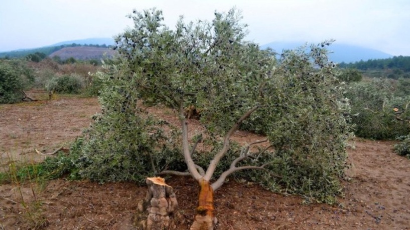 Deprem bölgesindeki zeytinlikler imara açılıyor