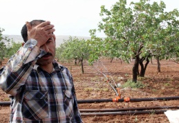 Bu sene beklenen  mahsul olmayacak