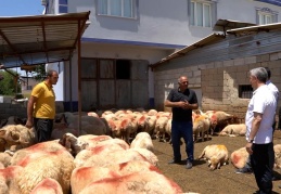 Hayvancılık yaparak çocuklarını okutuyor