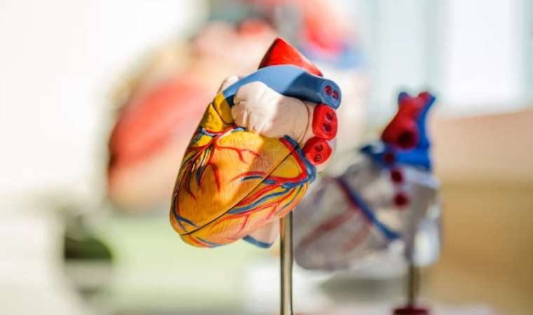 D vitamini eksikliğinde kalp damar hastalıklarındaki artış net