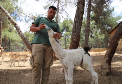 Annesi sahiplenmeyince biberonla besleniyor