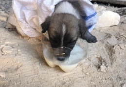 Kuyuya düşen yavru köpeği itfaiye ekipleri kurtardı