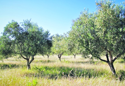 Antep'te 562 bin metrekare zeytinlik imara açılacak!