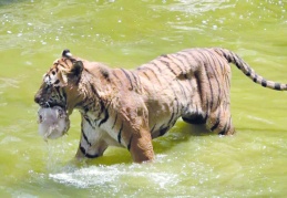 Kavurucu sıcakta, buzlu meyve toplarıyla serinletiliyorlar