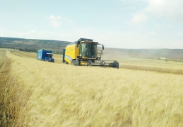 Yavuzeli ilçesinde buğday ve arpa hasadı sürüyor
